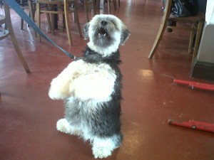 Dog of the Day, Archie (aged 4 years) - 14/09/11 Dog of the Day, Archie (aged 4 years) - 14/09/11