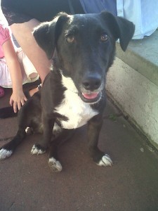 Dog of the Day, Beano (aged 18 months) - 03/10/11 Dog of the Day, Beano (aged 18 months) - 03/10/11
